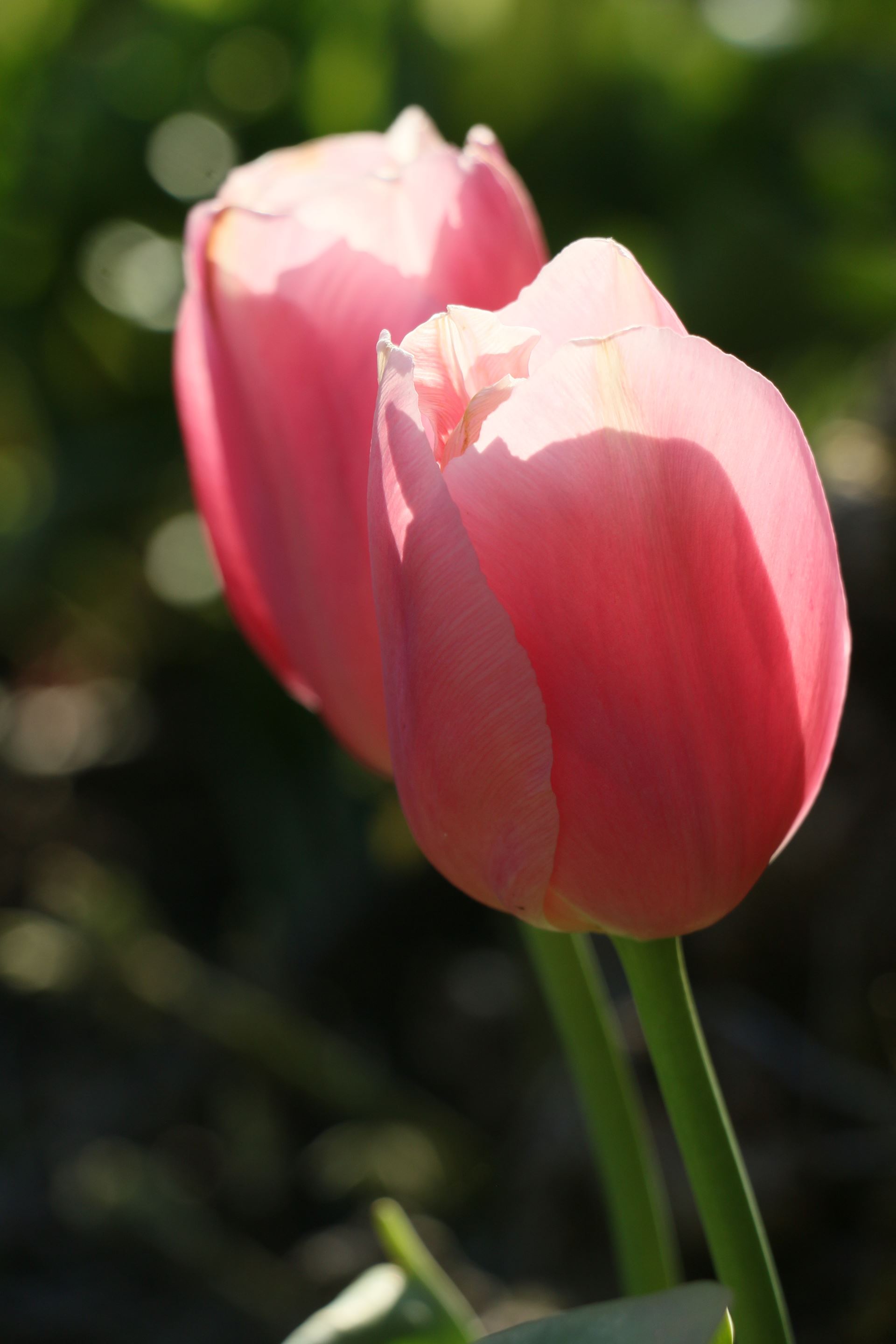 tulip